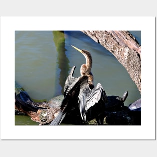 Anhinga Posters and Art